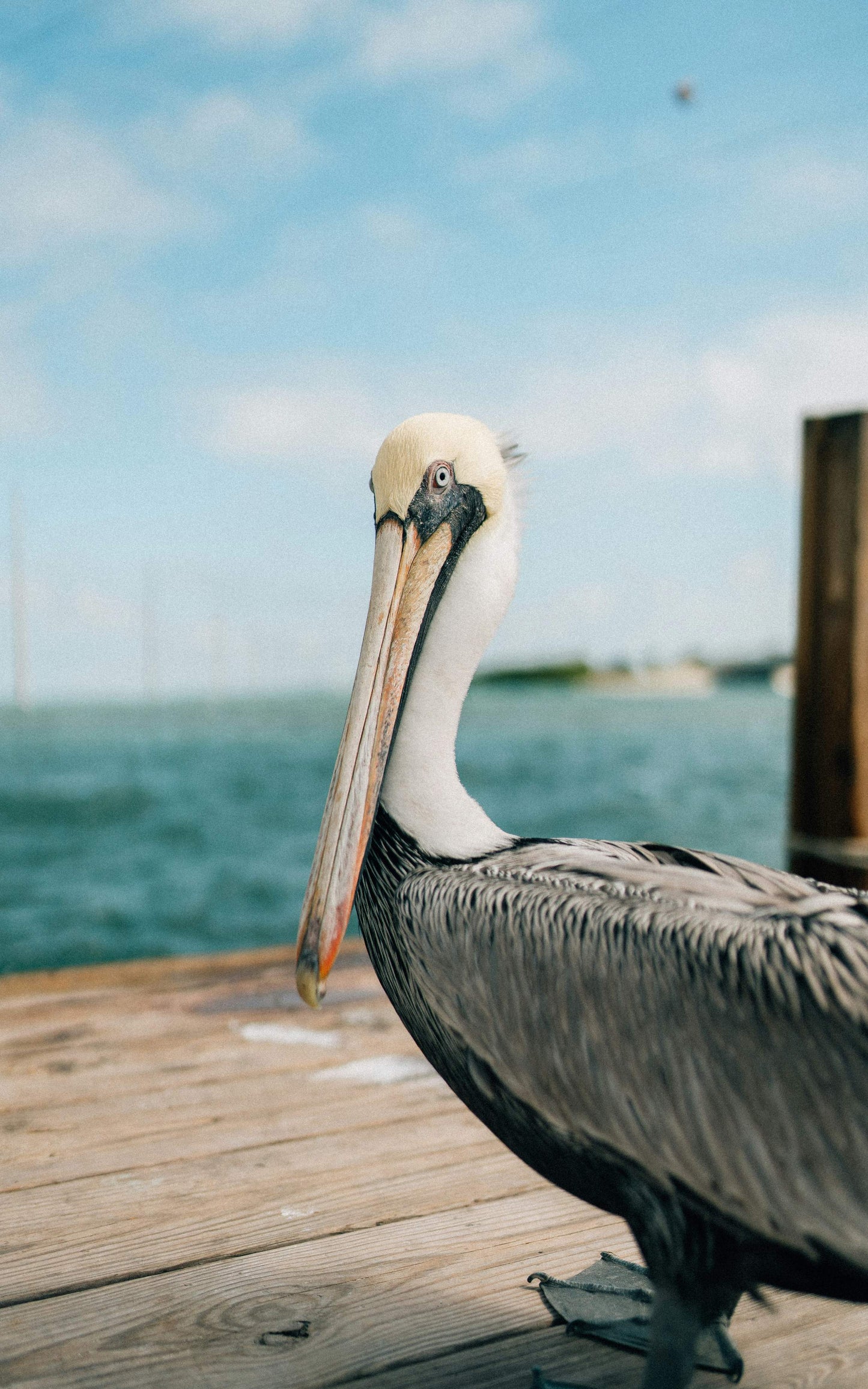 andre tan BWxX03RWcs4 unsplash